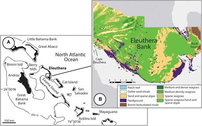 Census Estimates of Algal and Epiphytic Carbonate Production Highlight Tropical Seagrass Meadows as Sediment Production Hotspots